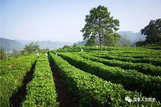 中国好茶价格,中国好茶价格多少