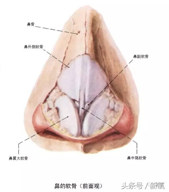 韩安冉这次鼻子修复是在哪修复的,韩安冉现在做的鼻子是什么款的