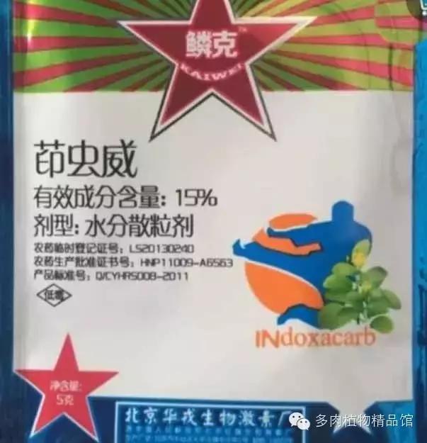 多肉蜗牛虫害怎么杀灭,多肉虫害症状及治疗