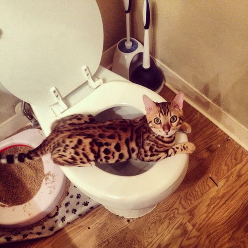 适合撸的猫咪品种,十大可爱的猫咪品种