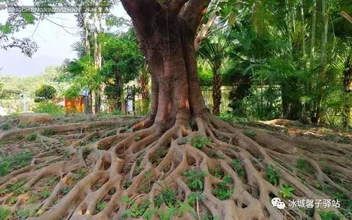 巽寮湾最美的海景,巽寮湾美丽的大海