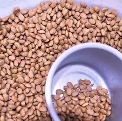 你是如何对待狗的,如果你打你家自己的狗会怎么样