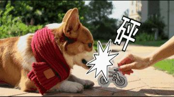 测一测你家狗能活多久!