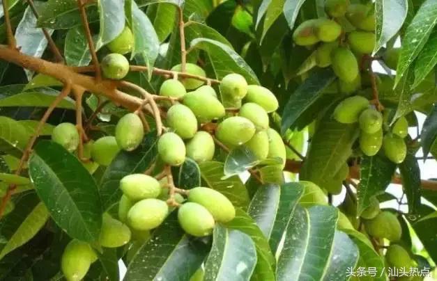 潮汕的水果有哪几种,潮汕特色野果是什么水果