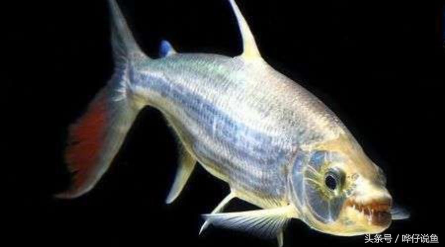 小心被它咬到手！盘点那些变成鱼缸宠物的凶猛河怪（第二季）