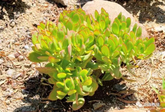 大连多肉在野外的生长环境,常见的一些多肉品种
