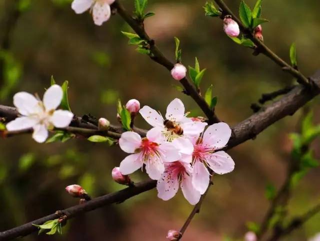 临沂人旅游攻略,临沂人清明去哪玩