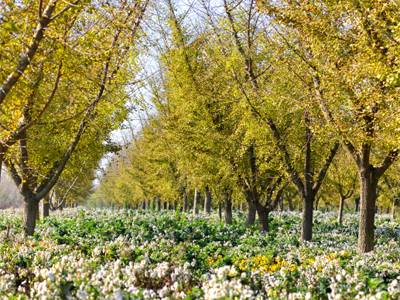 春天适合去哪踏青盐城,盐城春暖花开一日游攻略