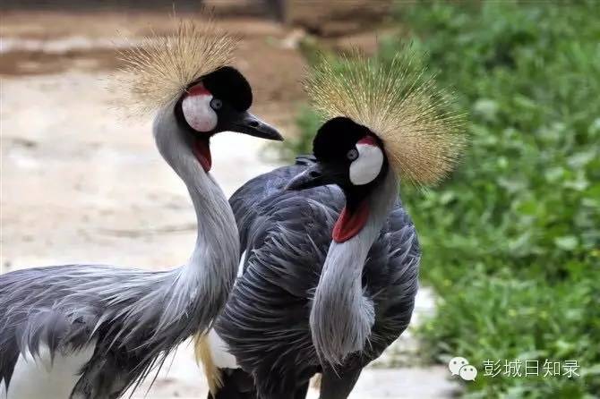 这个徐州文艺青年变身“特禽”养殖专家,养了1万多只特禽