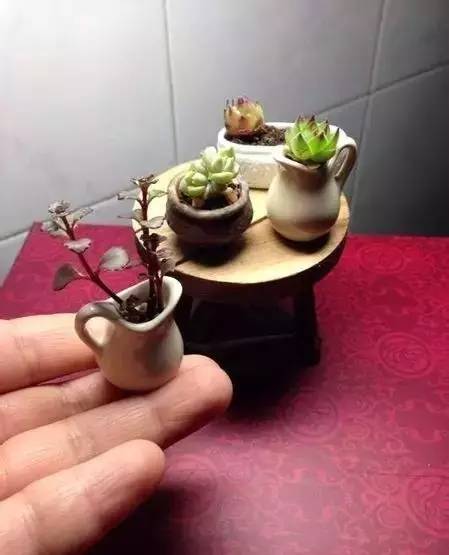 拇指盆栽欣赏,拇指小盆栽