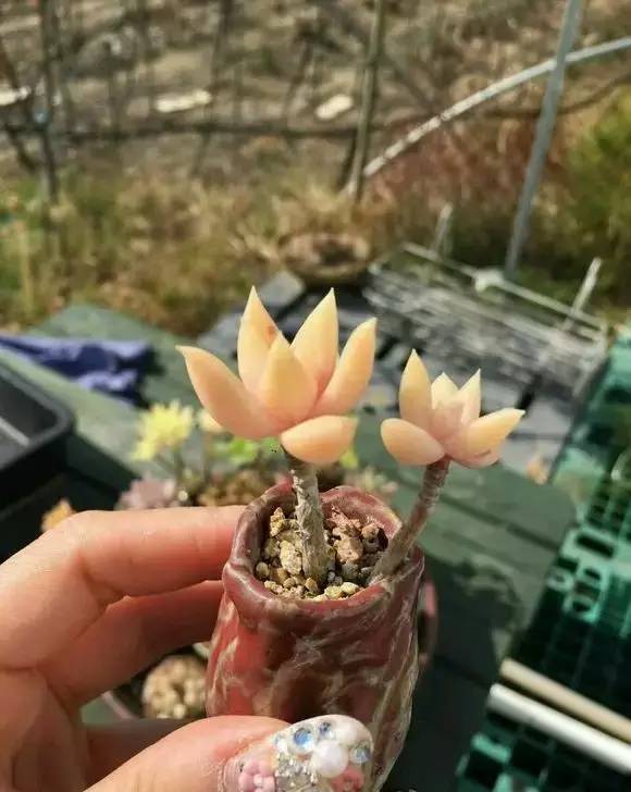 拇指盆栽欣赏,拇指小盆栽