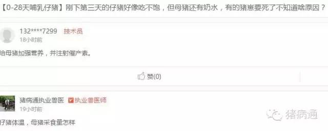 母猪奶水少小猪大小不一怎么办,母猪长痘怎么处理