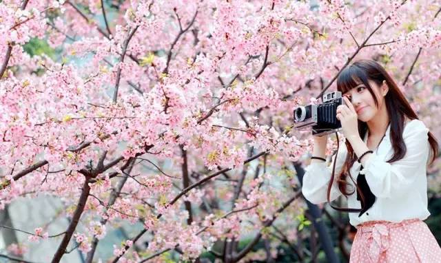 樱花盛开季节旅游攻略,樱花拍摄最全攻略