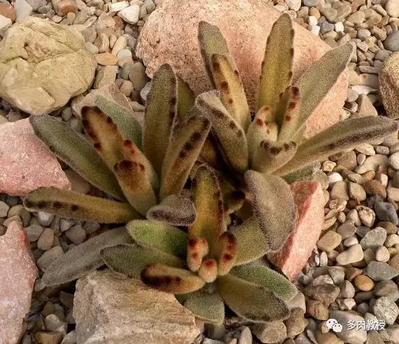 大连多肉在野外的生长环境,常见的一些多肉品种
