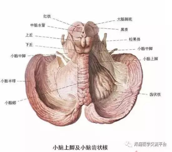 绘制神经系统的生理解剖图,人体骨骼血管神经系统解剖图