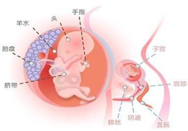 孕晚期b超胎儿发育对照表,胎儿发育超声检查正常值