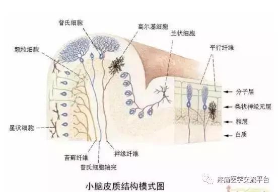 绘制神经系统的生理解剖图,人体骨骼血管神经系统解剖图