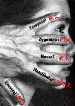 绘制神经系统的生理解剖图,人体骨骼血管神经系统解剖图