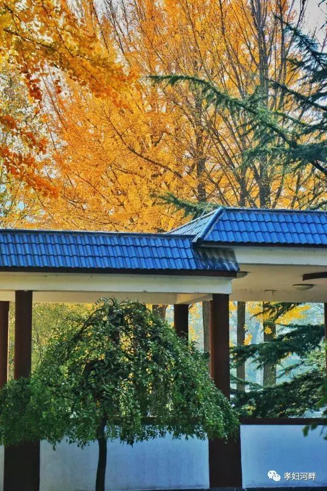 博山区银杏树,博山源泉淄博二中