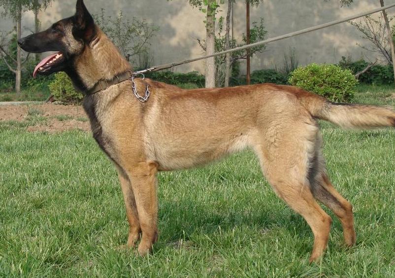 马犬要怎么管理,马犬的稳定性怎么训练