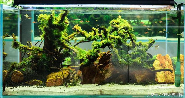 水草长不好什么原因,水草长得不好还长绿藻是怎么回事