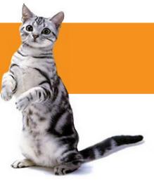 最贵的猫咪,世界上最贵的猫咪十大排名