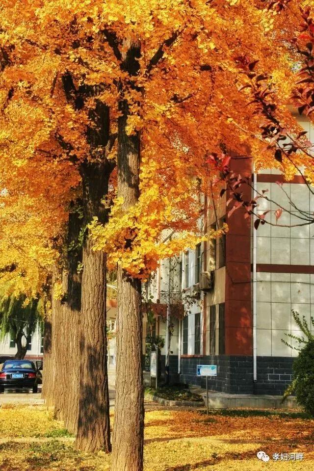 博山区银杏树,博山源泉淄博二中