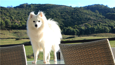 银狐犬和萨摩的区别有哪些？养银狐犬还是萨摩好？