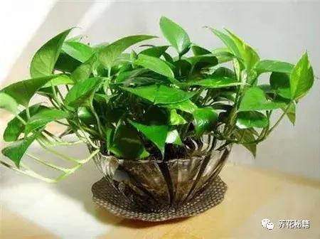 怎样养绿萝花知识大全,绿萝的数学知识