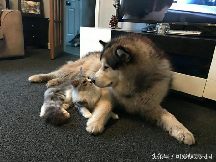 抱紧我你就不冷啦,暖心汪星人就是这么关心自己的主人!