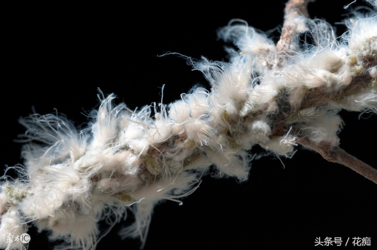 介壳虫黄叶怎么办,绿植介壳虫