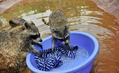 洗衣液知识知多少?彩巢趣味小课堂开始啦!