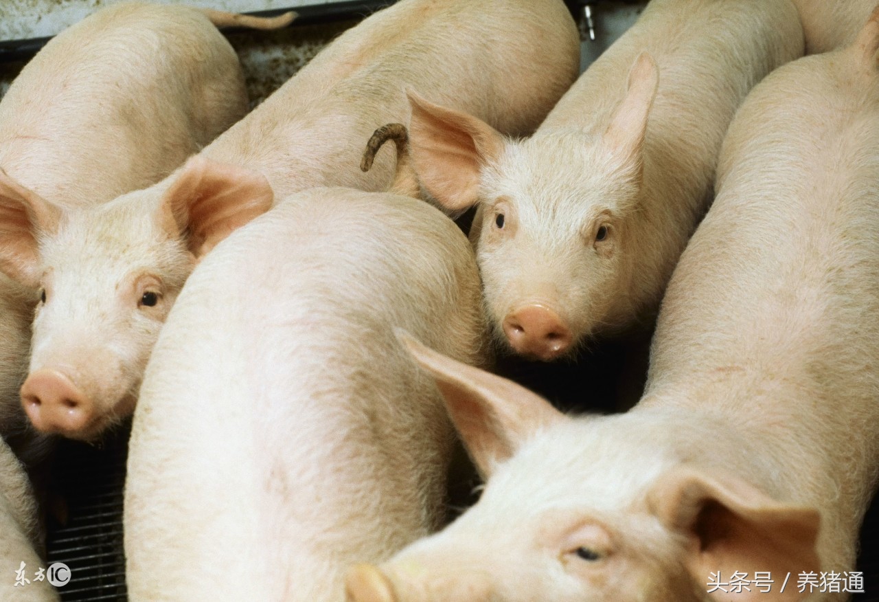 猪吃料少解决办法,猪吃料过多导致不怎么吃