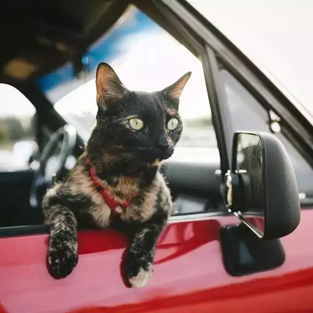 玳瑁猫最丑的猫,玳瑁猫长得好凶