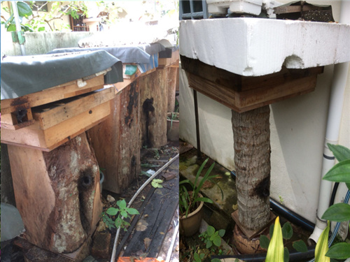 这“黑飞蚁”也叫蜜蜂，所有养蜂人都醉了