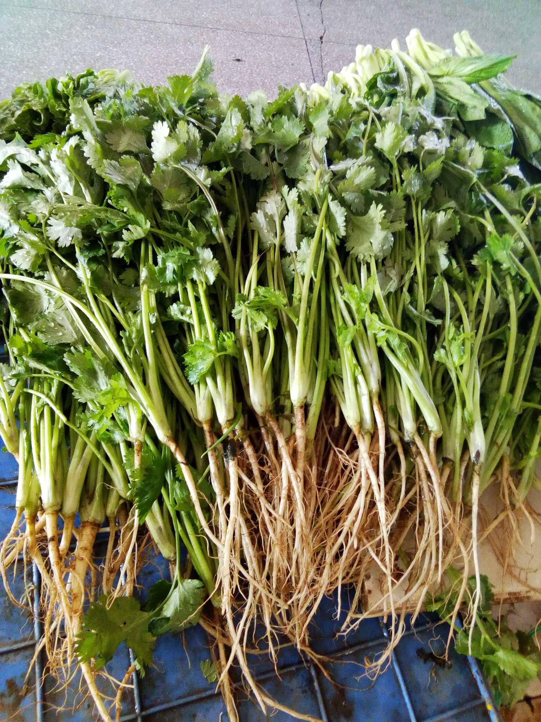 冬天什么菜最便宜最好,冬天的菜便宜