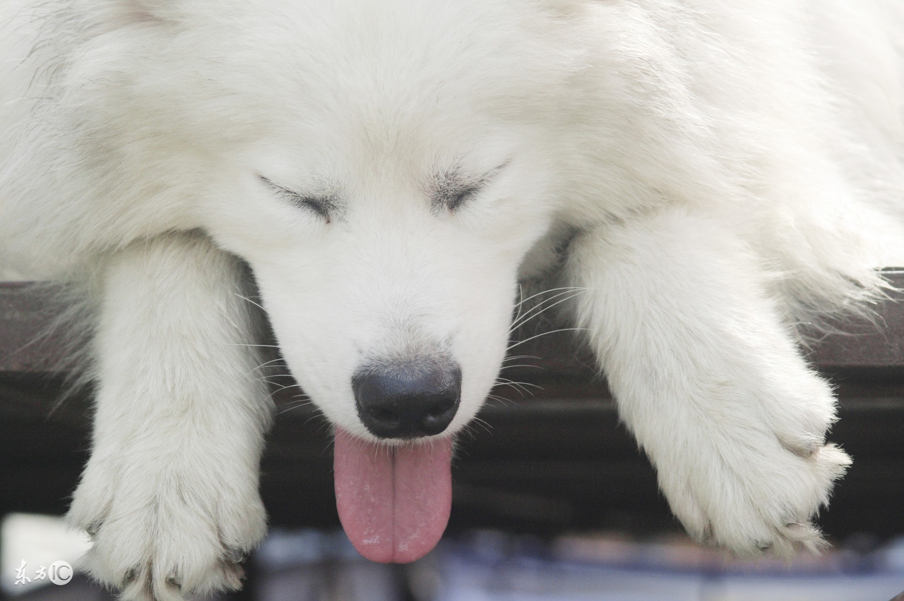 狗狗拉稀呕吐白色泡沫怎么回事,狗狗拉稀呕吐怎么办
