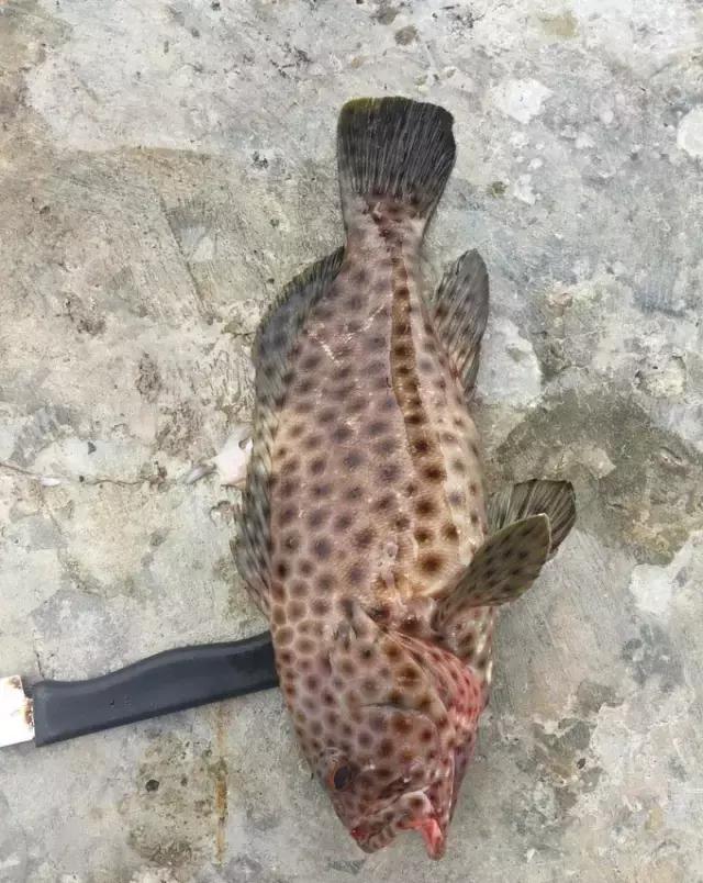 帕劳归来不看海视频,帕劳归来不看海