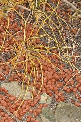 这三种水果你吃过了吗,这7种水果你吃过吗