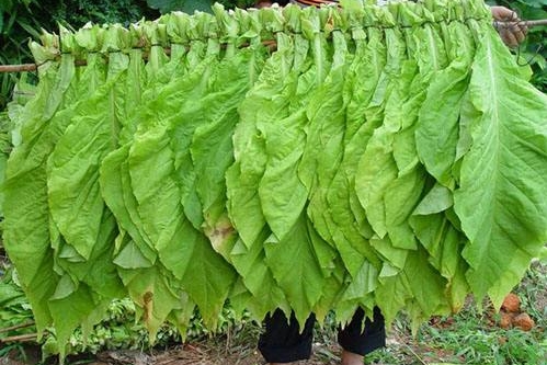 烟醉过后就很难戒烟了吗,吸了几十年烟现在戒烟来得及吗