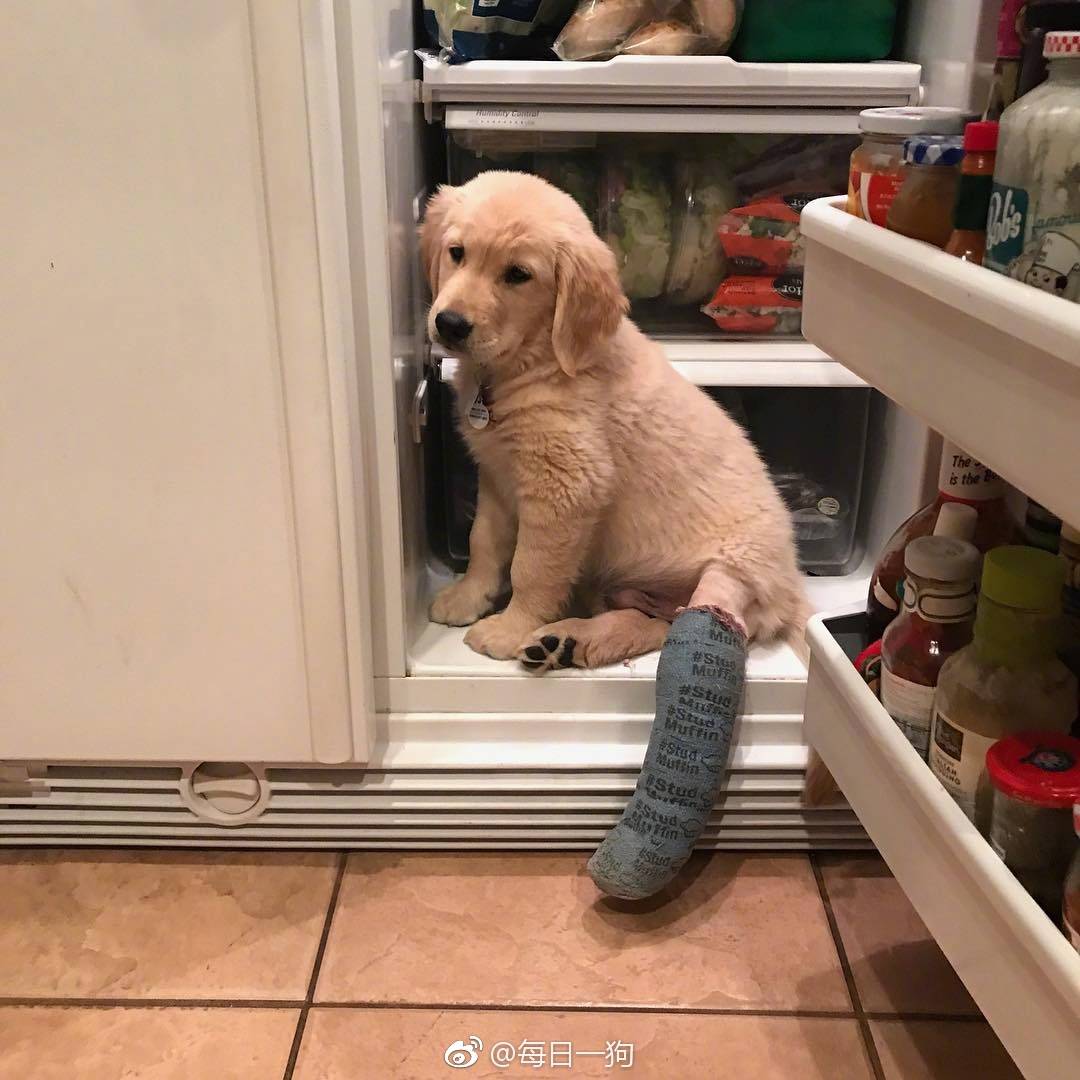 网友家的小金毛Rio秉着不作不死的原则，把腿摔断了还继续作死