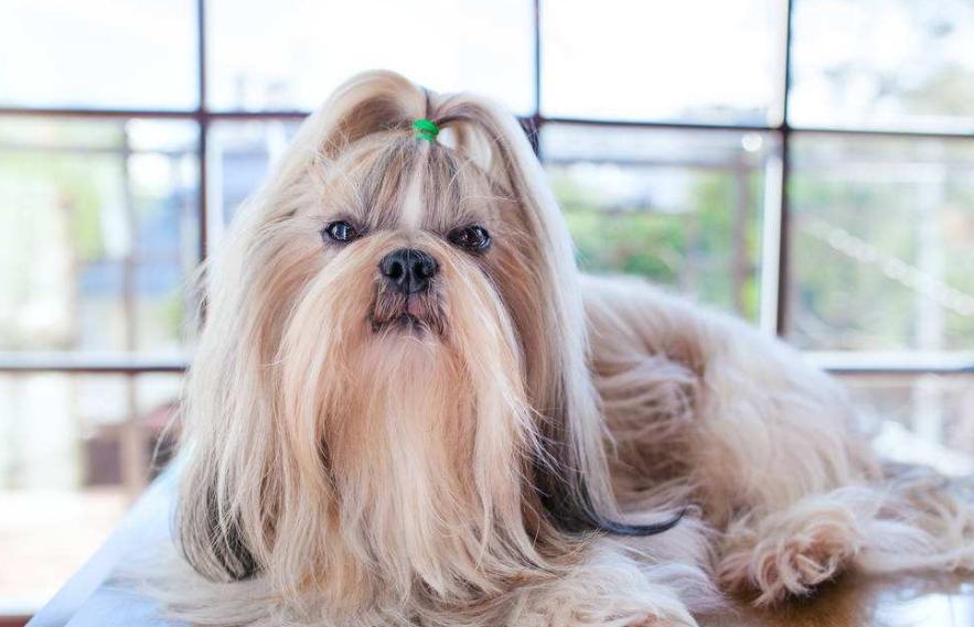 狗狗的品种以及品种的遗传病，*友狗**们要多加注意啊！