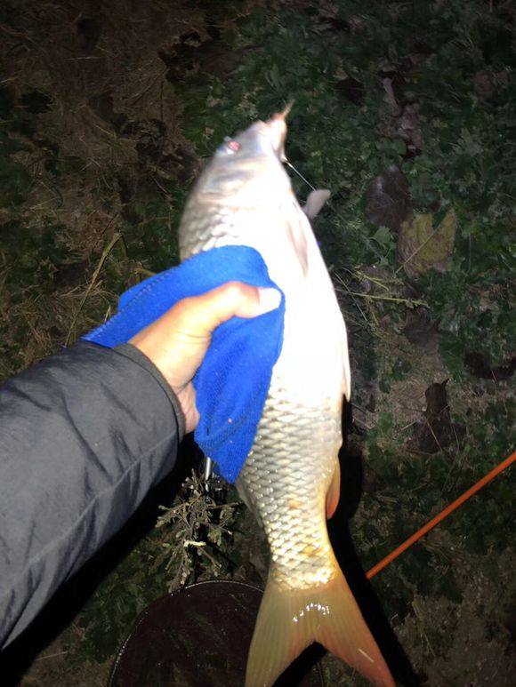 钓友夜钓收获大青鱼,新手路亚钓到的大鱼