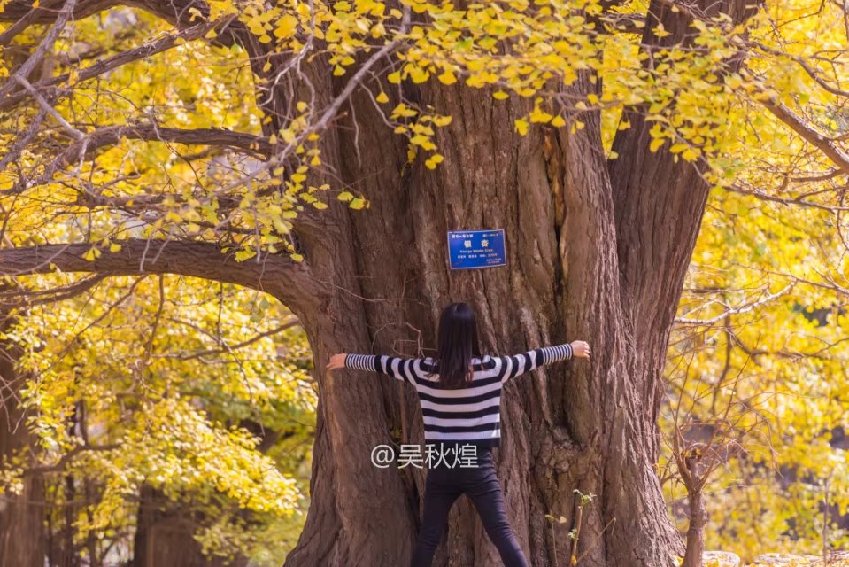 洛阳千年银杏林免费景点,洛阳有银杏叶的公园视频