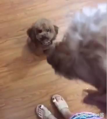 狗主人捡了一只母狗准备送保安室,家里的泰迪不让送:那是我媳妇