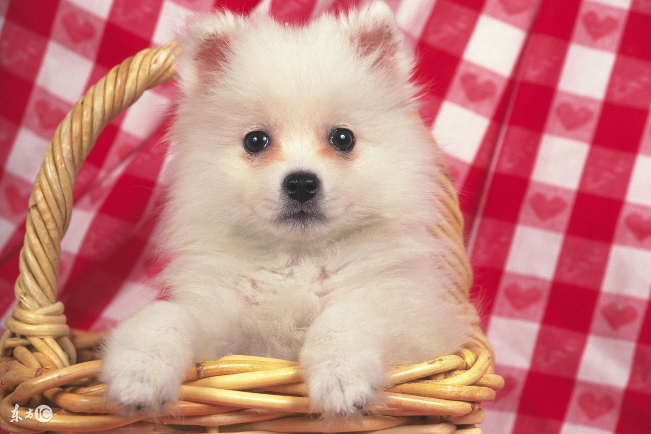 狗瘟治疗,治狗瘟的偏方药