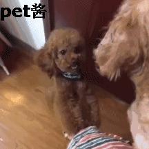 狗主人捡了一只母狗准备送保安室,家里的泰迪不让送:那是我媳妇