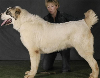 中亚牧羊犬训练方法视频大全,如何训练中亚牧羊犬的胆子