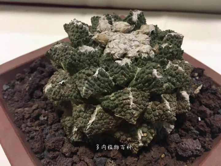 公认最美4种多肉植物图片,2014年上海多肉植物展图片