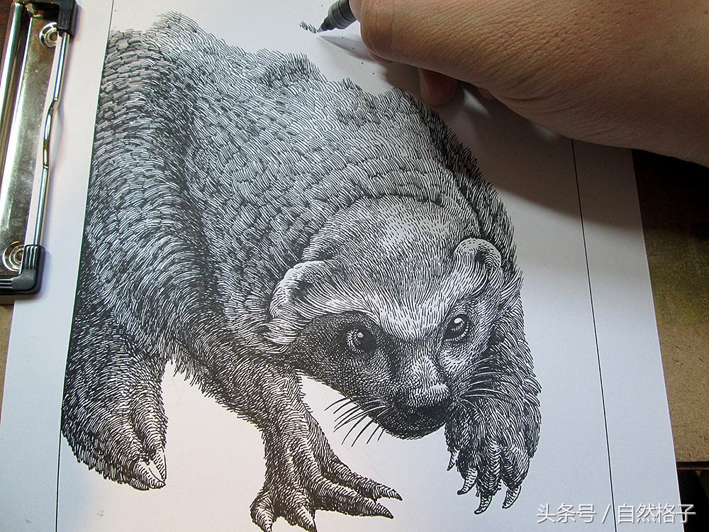 平头哥蜜獾为什么天不怕地不怕,平头哥蜜獾为啥谁也不怕